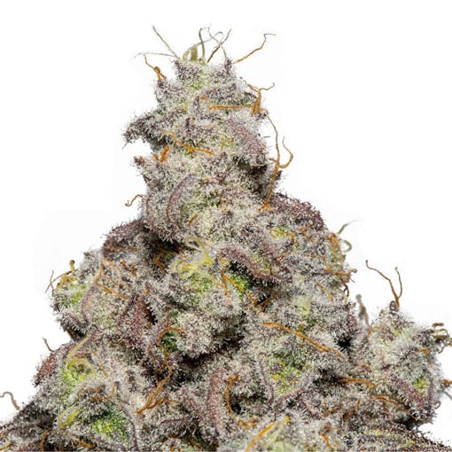 THCA flower nug of the Flapjacks strain from Lucky Elk